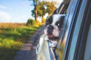 Pet Passenger Safety